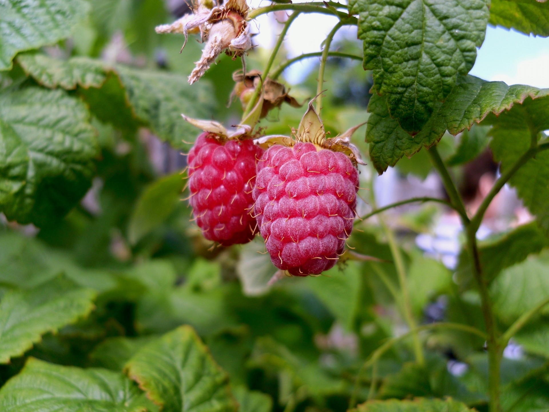 doux nourriture framboise branche