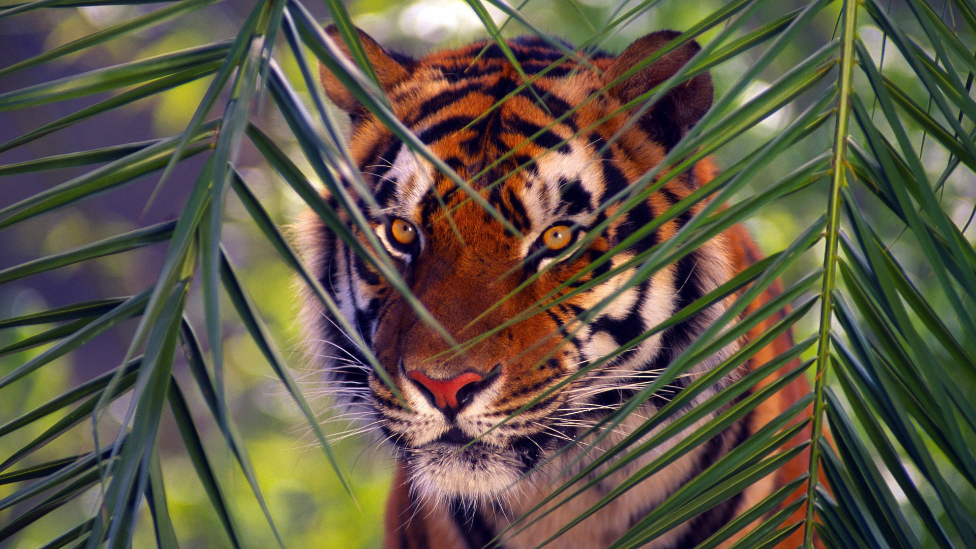 tigre du bengale branche animaux tigre