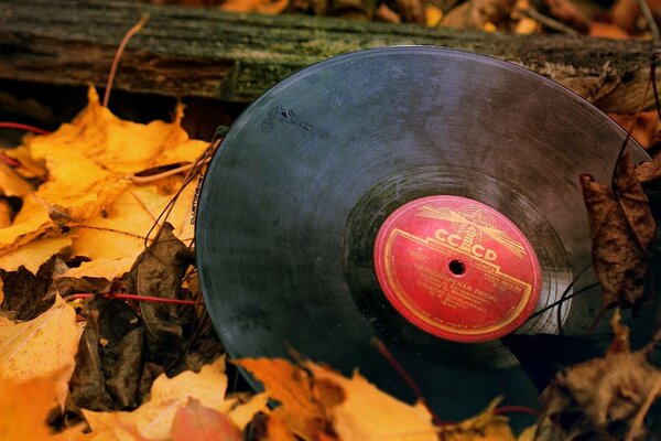 A plate in fallen maple leaves