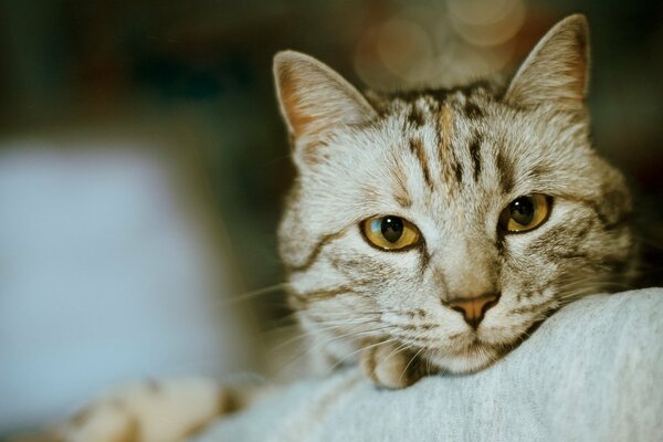 Linda cara de gato quiere dormir