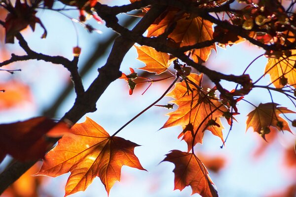 Belleza de otoño de la naturaleza para todos