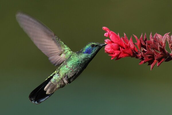 Beautiful hummingbird and flower