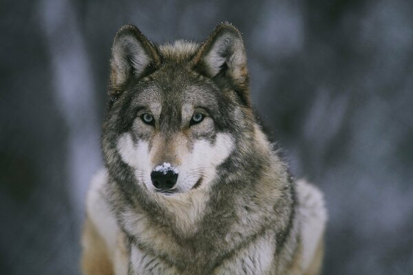 El bosque, el lobo en la nariz de la nieve