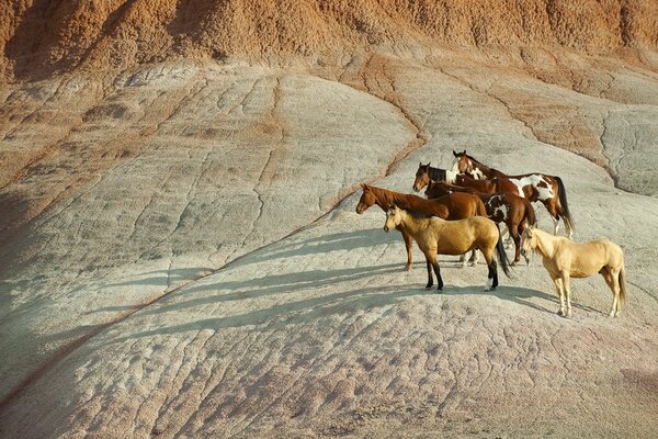 Un troupeau de chevaux jette une ombre sur les rochers