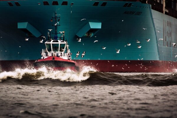 Morze, mewy i statek Maersk Essex