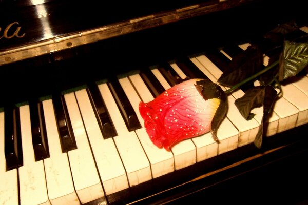 Rose endormie sur les touches du piano