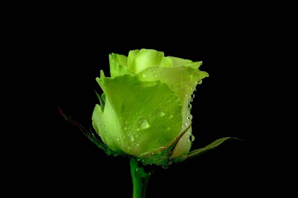 Unusual yellow-green rose with dew drops