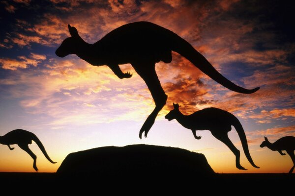 Kangaroo on sunset background