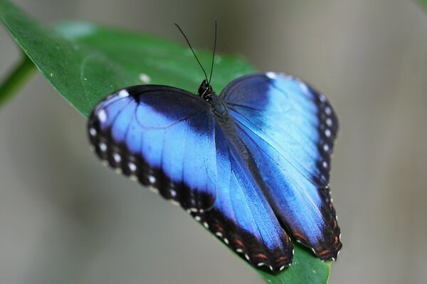 Incroyablement beau papillon bleu sur une feuille