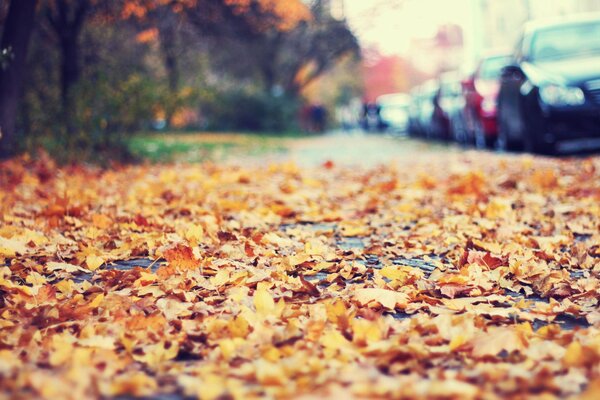 Herbstlaub am Straßenrand neben Autos