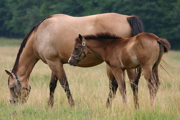 Ein Pferd mit einem Fohlen wird vom Gras abgeschnitten