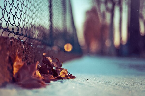 Petit flou et feuilles d automne