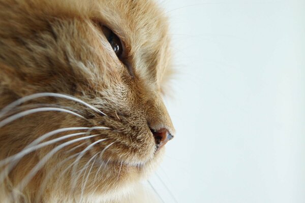 Cute cat squints when choosing food