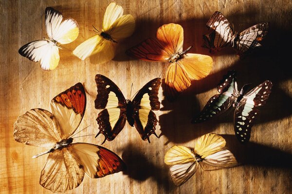 Collection de papillons sur un morceau de bois