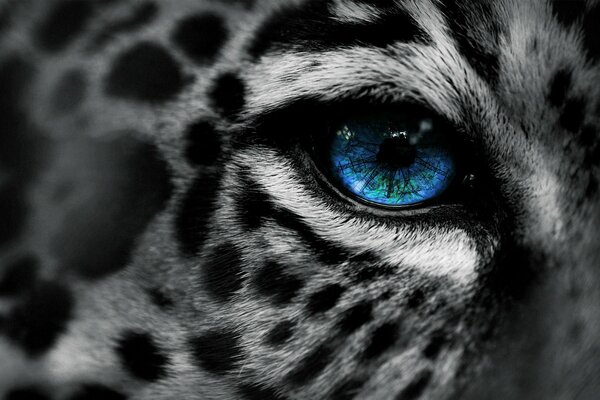 Macro photo of the blue eye of a spotted leopard