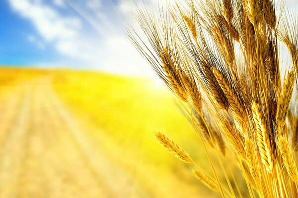 Golden rye is growing under the blue sky