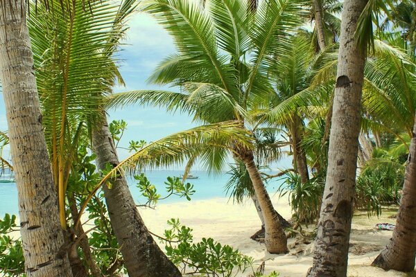 Meer und Sandstrand. Palme