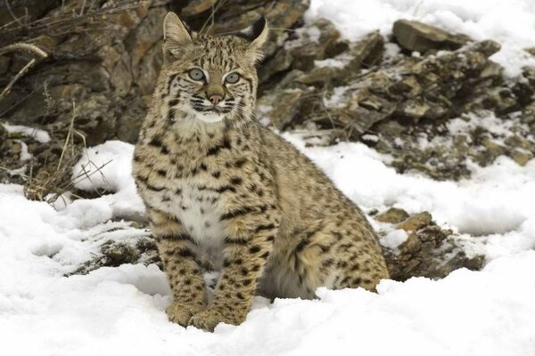 Luchs im Wald auf weißem Schnee