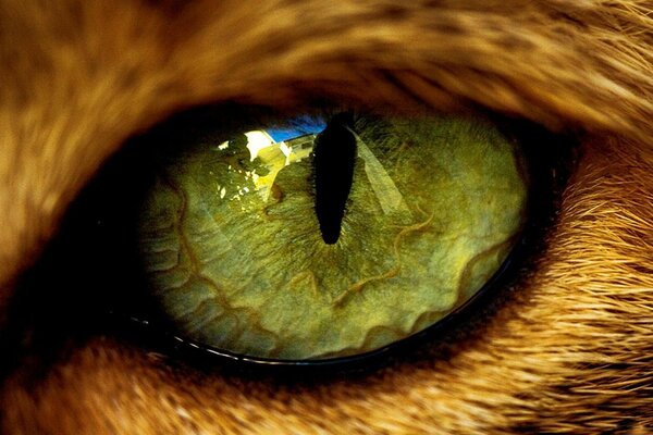 Animal eye, feline pupil