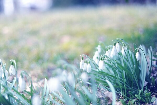 Macro fotografía del ramo de campanillas de primavera