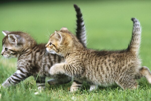 Animales gato, dos gatitos en la hierba