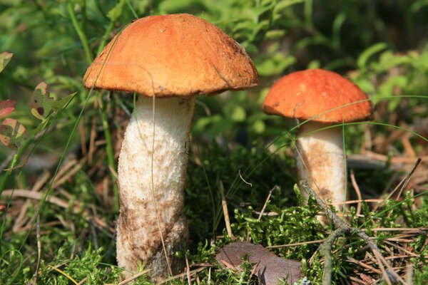 Sie trafen sich im Herbst bei einem Spaziergang durch den Wald