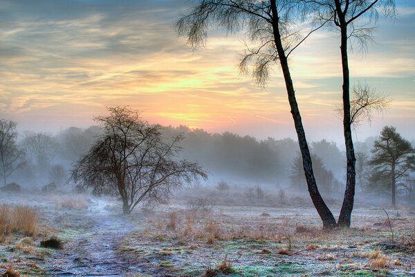 Bäume im Feld mit dem ersten Schnee, die sich im Nebel verstecken