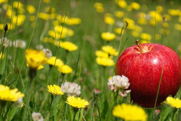 Manzana roja en un claro con flores