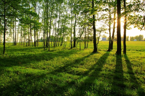 Summer. Long tree shadows