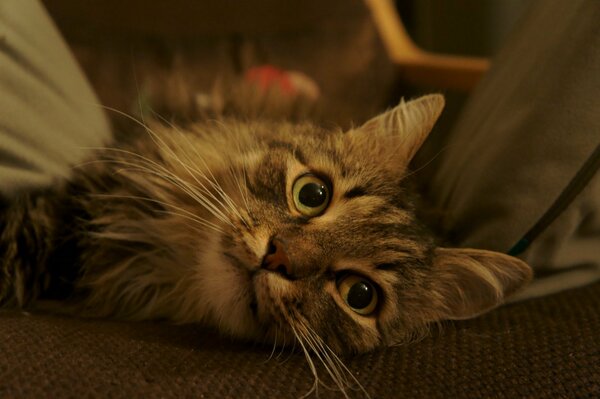 Brown cat with green eyes