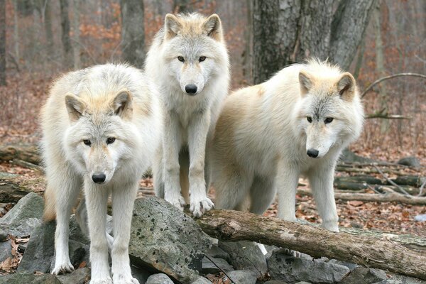 Three wolves in the forest on fallen trees