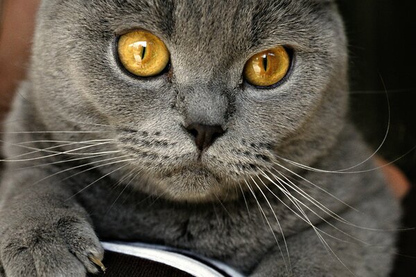 Fatti in casa grigio gatto Brit sul divano