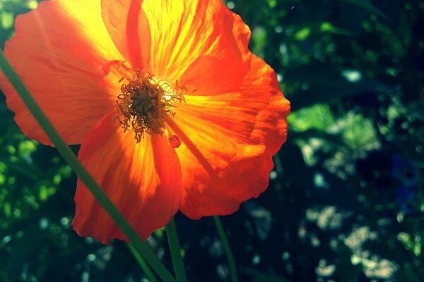 Orange Mohn unter den Strahlen der Sonne