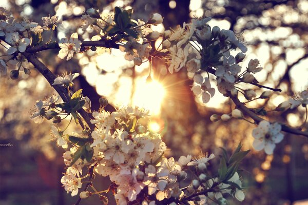 Rose tree on sunset background