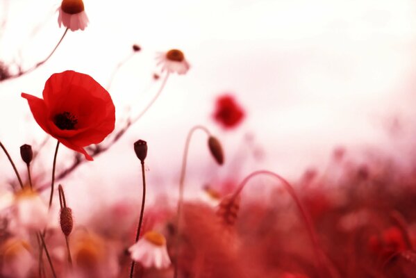 Macro de coquelicots rouges et marguerites