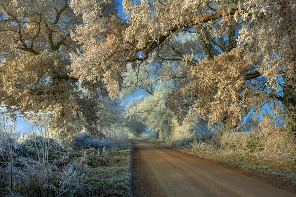 Camino al paisaje con árboles con escarcha