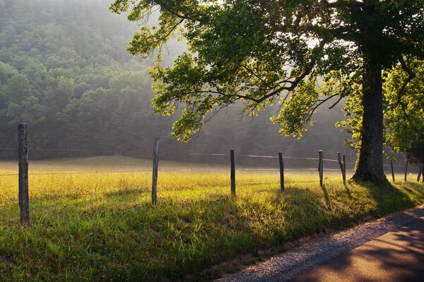 Alba nebbiosa ai margini della foresta