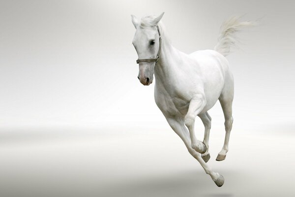 Cheval blanc au galop sur fond blanc