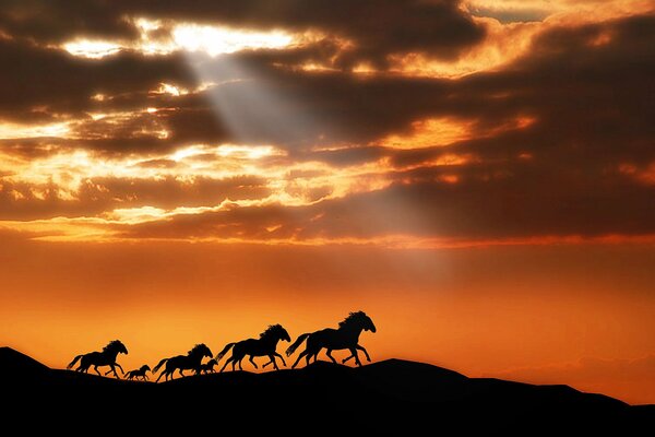 Pferde reiten vor Sonnenuntergang Hintergrund