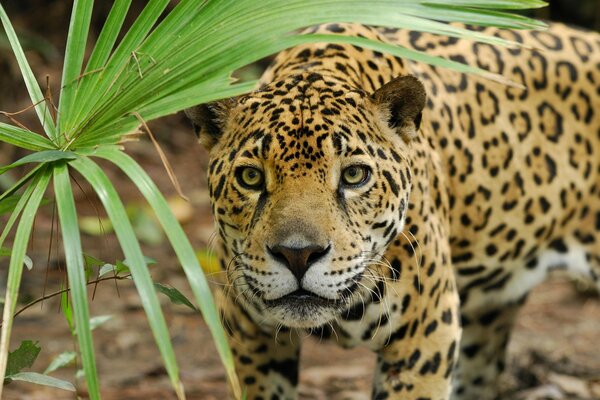 Hunting of a wild cat panther on the background of a leaf with a predatory muzzle on a jaguar