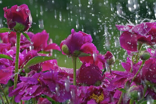 Pink roses under a rainy sky