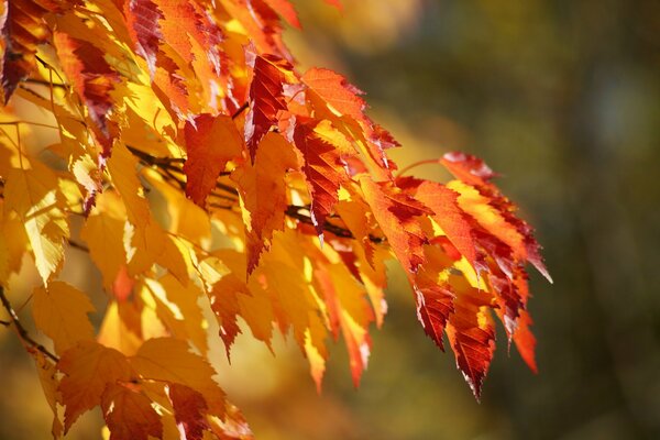 Une branche luxuriante de feuilles jaune-rouge filmée en gros plan