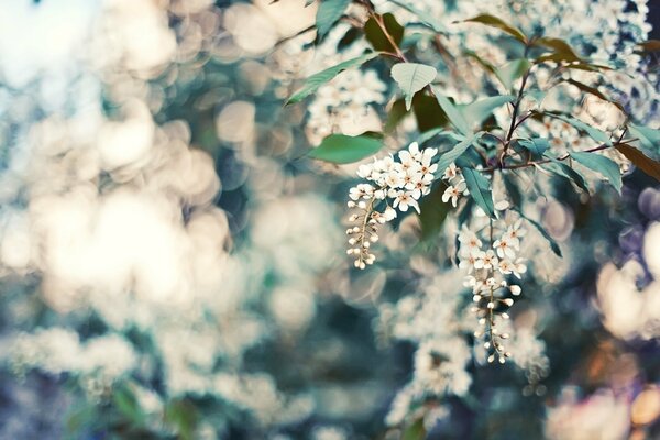 Flores blancas en una rama de árbol