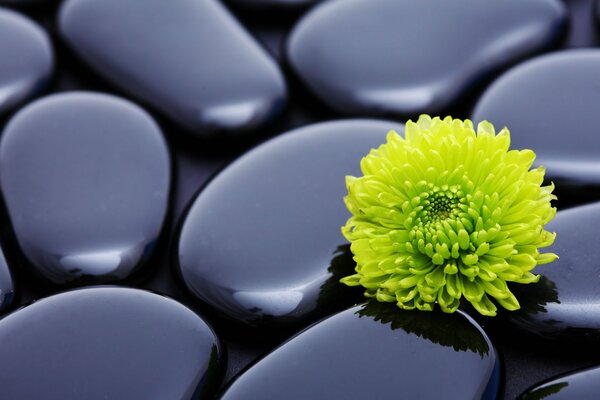 Fleur de chrysanthème sur des pierres lisses