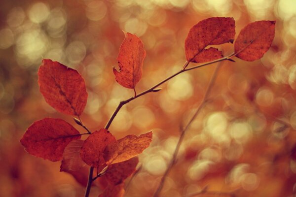 A branch with yellow autumn leaves taken in close-up