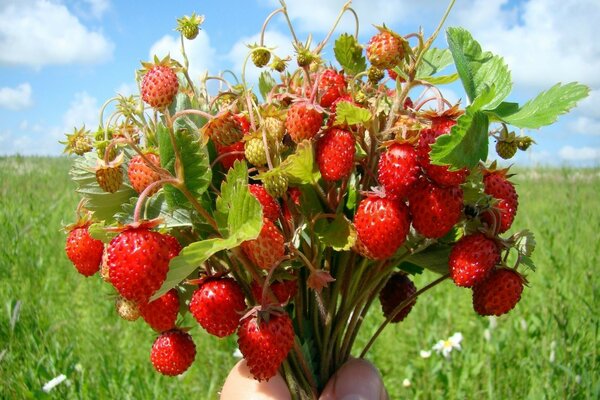 Bouquet of ripe strawberries in your hand