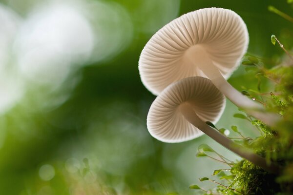 Setas en el maravilloso bosque verde