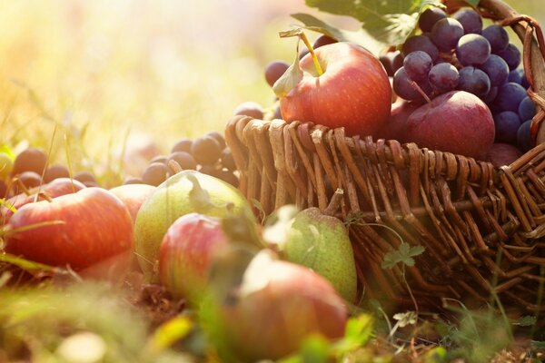 A full basket of fruits and berries