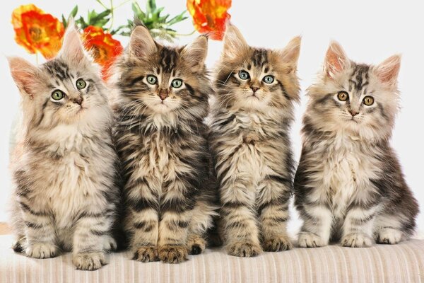 Quartet of striped fluffy kittens with a flower