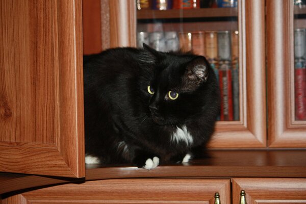 Katze im Bücherregal